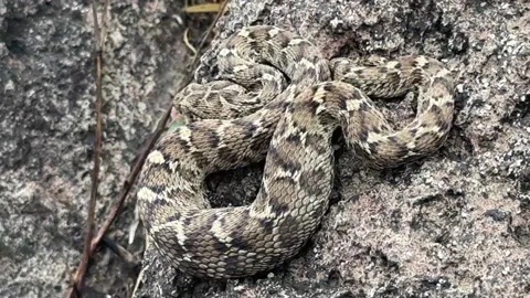 Saw-scaled viper spotted on the trail, a small but highly venomous snake. Stock Footage 337385461