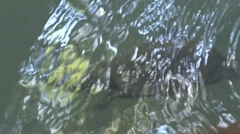 Saw shelled Turtle swimming under water Stock Footage 66244589