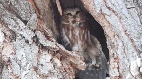Saw whet owl Stock Footage 151166175