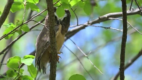 Saw Whet Owl Stock Footage 314803318