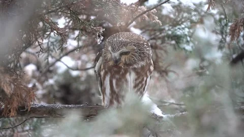 A saw-whet owl readjusts itself on the branch its perched on, fluffing its Stock Footage 343336769