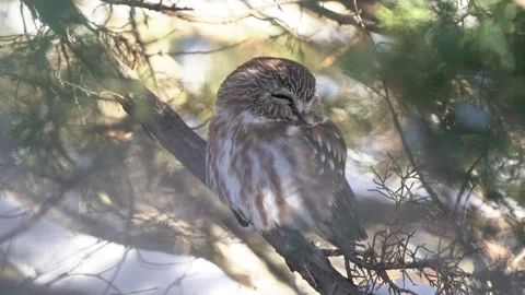 A saw whet owl roosting peacefully in a pine tree on a cold, winter day. Stock Footage 343336407