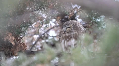 A saw-whet owl roosts in a tree on a snowy winter day. Filmed in 60fps and slow Stock Footage 343336751