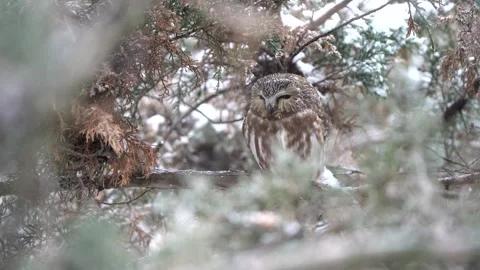 A saw-whet owl turns its head to look to the side while perched on a branch Stock Footage 343336548