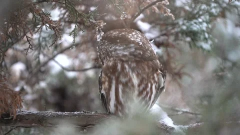 A saw-whet owl turns its head, alert with its eyes open. Filmed in 60fps and Stock Footage 343336655