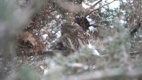 A saw-whet owl walks along a branch to readjust itself during a snow storm Stock Footage 343336612