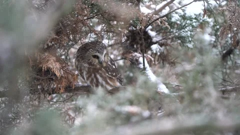 A saw-whet owl walks along a branch to readjust itself during a snow storm Stock Footage 343336735