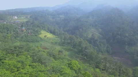 Sawah 2 Stock Footage 146429162