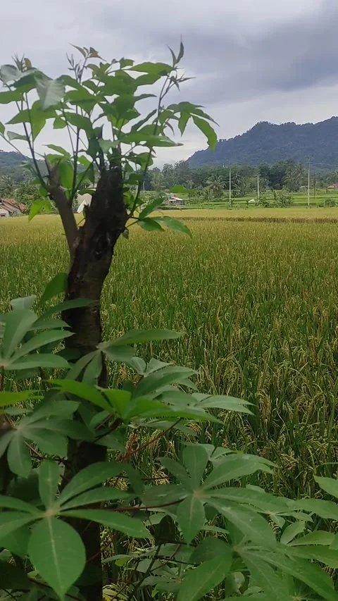 Sawah Video stock 220555518