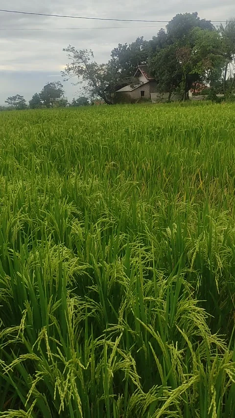 Sawah Video stock 220555532