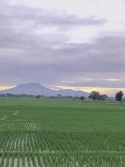 Sawah Stock Footage 234871449