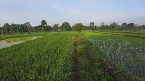 Sawah Stock Footage 319673620