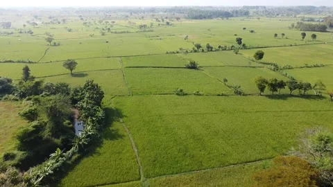 Sawah Lamongan Stock Footage 202630916