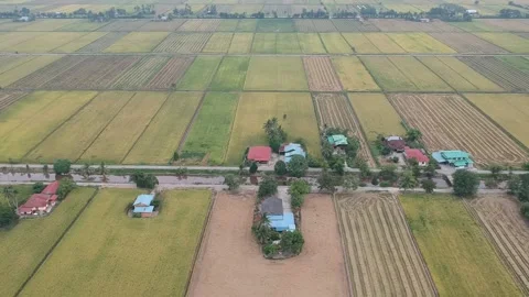 Sawah Padi Stock Footage 146168572