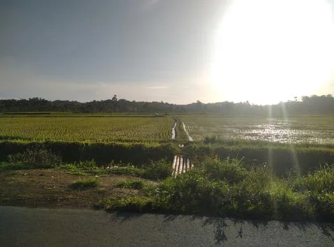 Sawah  Stock Photos