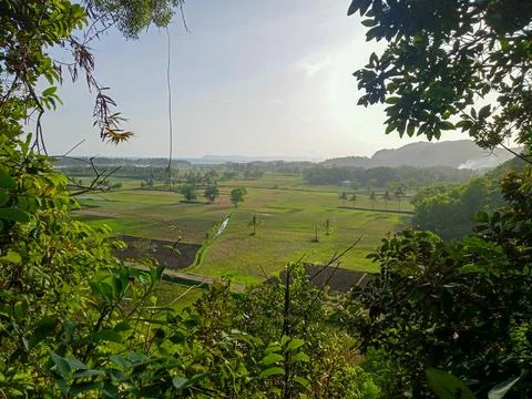 Sawah 写真素材