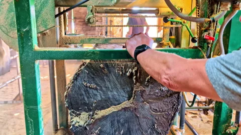 Sawdust flying as worker pushing blade through fresh tree log on mechanical Stock Footage 314635894