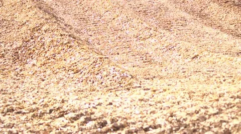 Sawdust Stock Footage 11687981