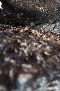Sawdust Stock Photos