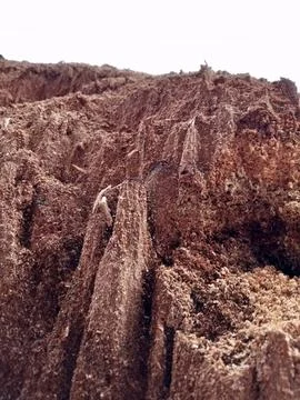 Sawdust from tree Stock Photos
