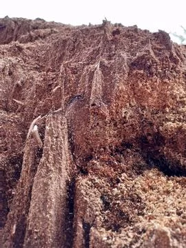 Sawdust from tree Stock Photos