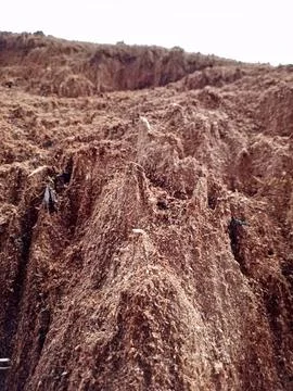 Sawdust from tree Stock Photos