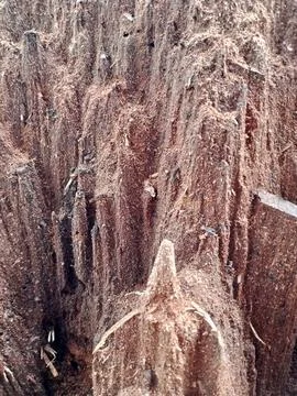 Sawdust from tree Stock Photos