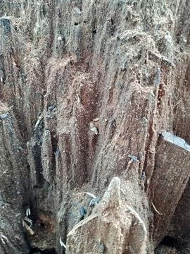 Sawdust from tree Stock Photos