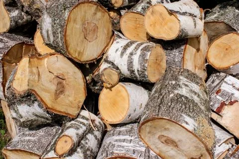 Sawed birch chocks. Stock Photos