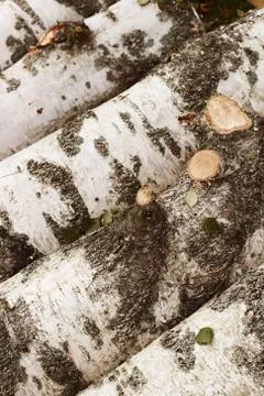 Sawed birch trees as a background Stock Photos