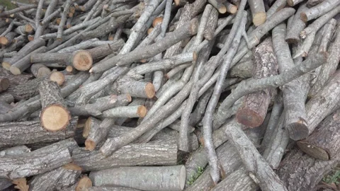 Sawed branches. tree trunk. pile of wood firewood. Close-up. Wooden logs. Stock Footage 143895567