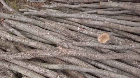 Sawed branches. tree trunk. pile of wood firewood. Close-up. Wooden logs. Stock Footage 143895586