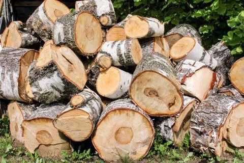 The sawed chocks of a birch trunk. Photos