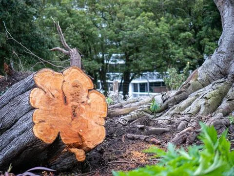 Sawed cut down tree sitting in front of a housing development showcasing Stock Photos