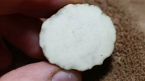 Sawed a deer horn in the hands of a close-up, real time, contains people, on a b Stock Footage 149211131