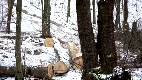 Sawed down trees in the forest, sawing under the snow, logging Stock Footage 169162721