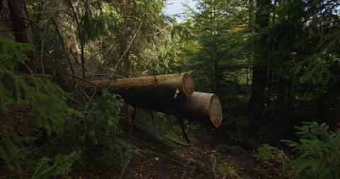 Sawed log obstructing a forest path. Forestry and conservation concept for Stock Footage 264998513