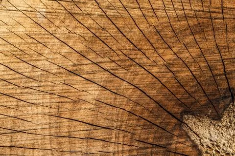 Sawed log Stock Photos