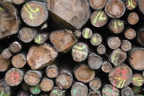 Sawed-off marked tree trunks on a hiking trail in the Harz National Park Stockfoto's