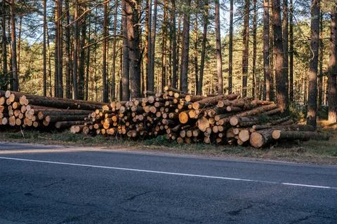 Sawed pine trees, stacked in piles near asphalted road against background of Stock Photos