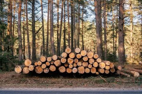 Sawed pine trees, stacked in piles near asphalted road against background of Stock Photos