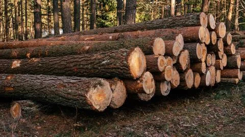 Sawed pine trees, stacked in stacks against background of forest, logging for Stock Photos