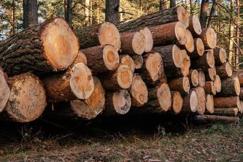 Sawed pine trees, stacked in stacks against background of forest, logging for Stock Photos