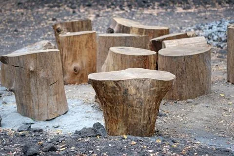 Sawed off sections of thick round tree trunks stand on the ground. Sawing rou Stock Photos