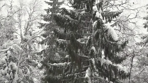 Sawed spruce falls in the winter forest Stock Footage 102484549