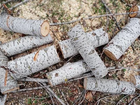 Sawed stump . Sawn tree trunk and tree stumps, harvesting firewood. Pile of L Foto stock
