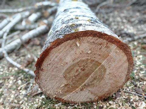 Sawed stump . Sawn tree trunk and tree stumps, harvesting firewood. Pile of L Stock Photos