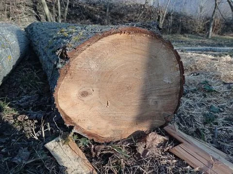 Sawed stump . Sawn tree trunk and tree stumps, harvesting firewood. Pile of L Stock Photos