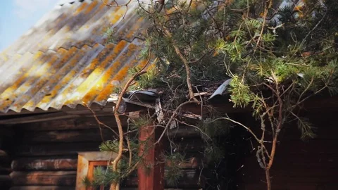Sawed-off tree branches fall onto the roof Stock Footage 97410855