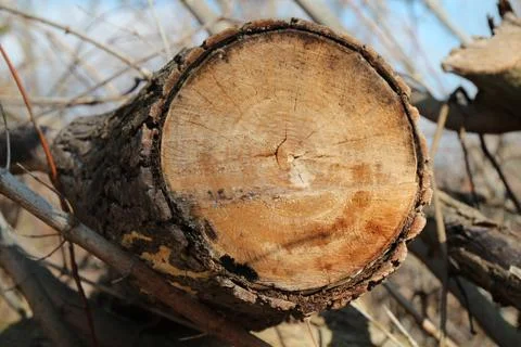 Sawed off Tree Stock Photos